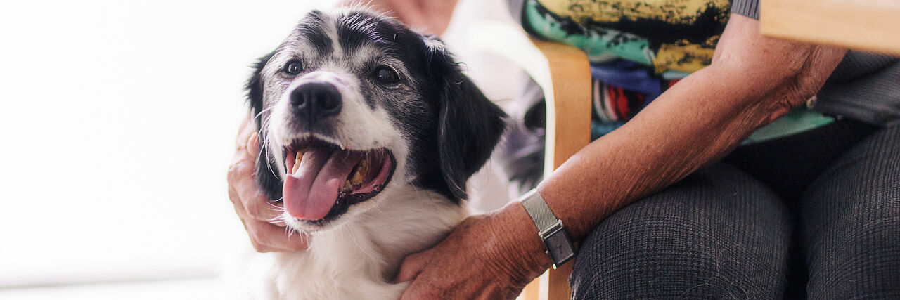 Seniorin krault einen Hund.